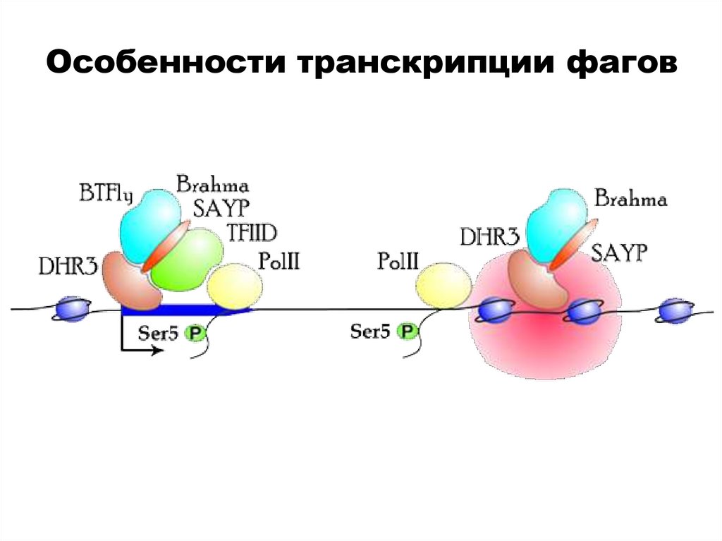 Особенности транскрипции фагов