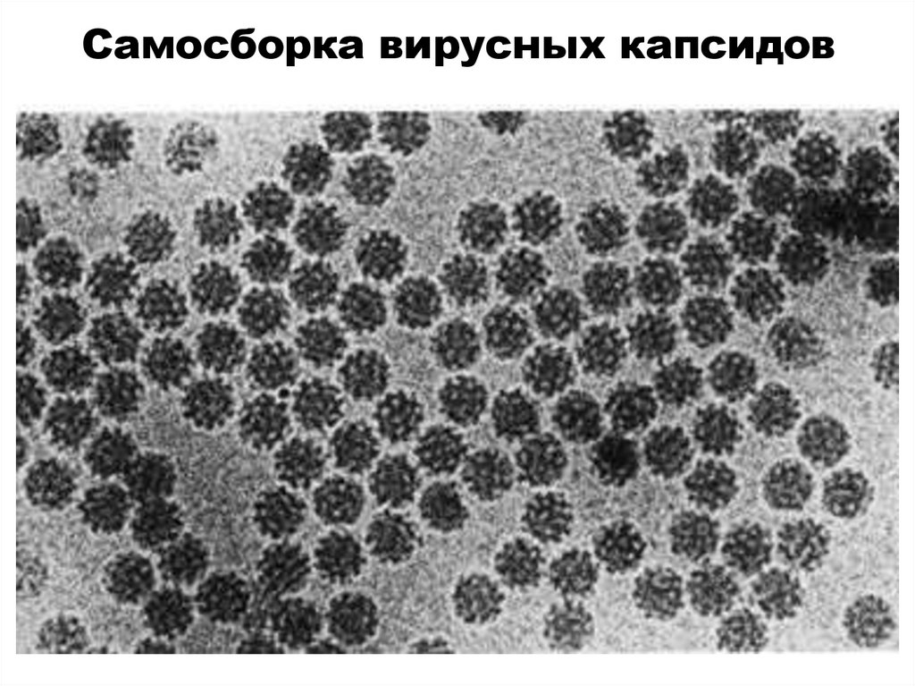 Самосборка вирусных капсидов