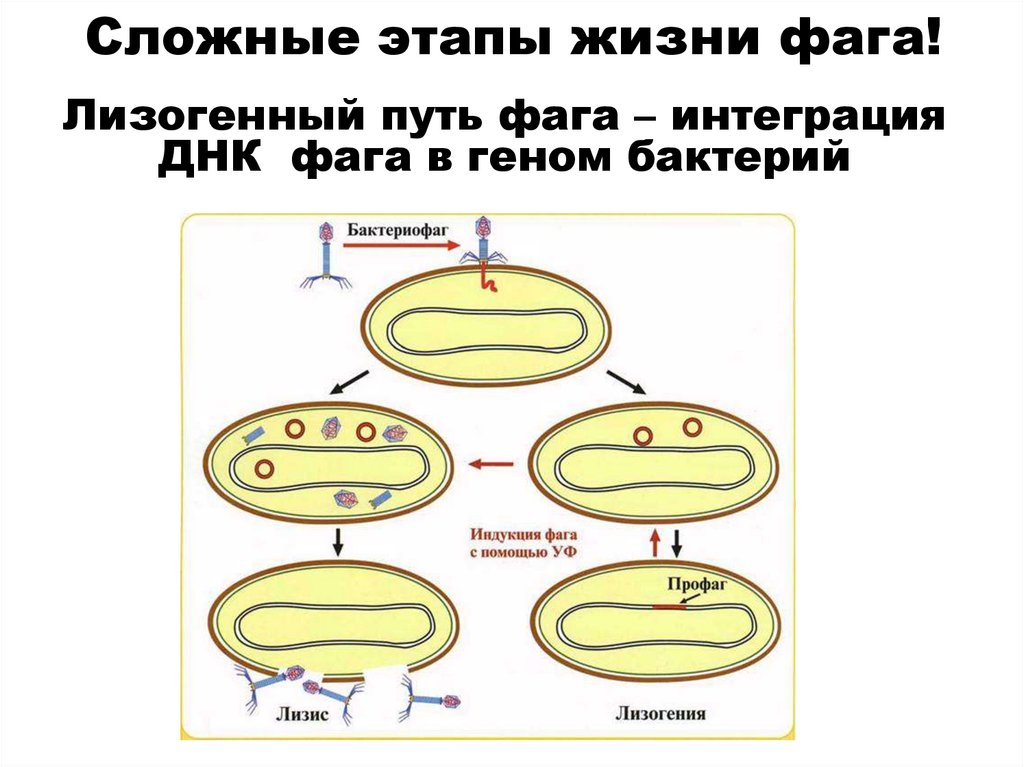 Сложные этапы жизни фага!