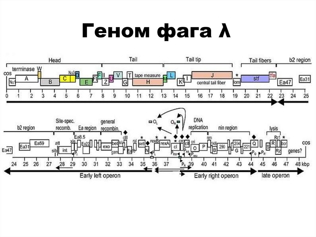 Геном фага λ