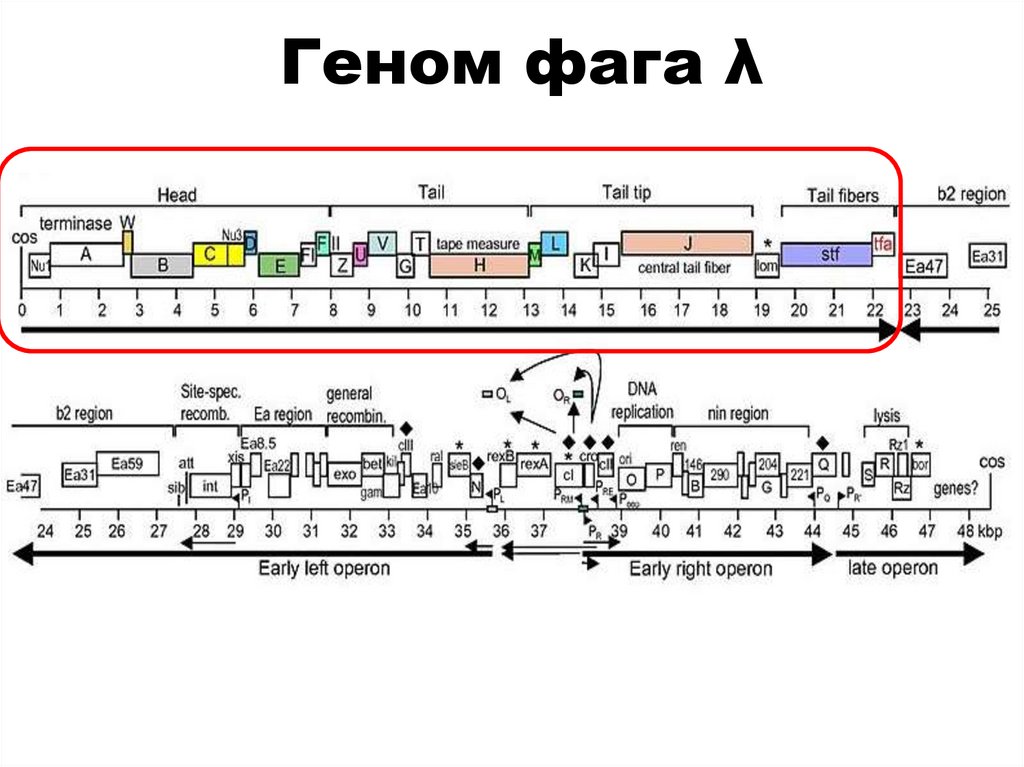 Геном фага λ