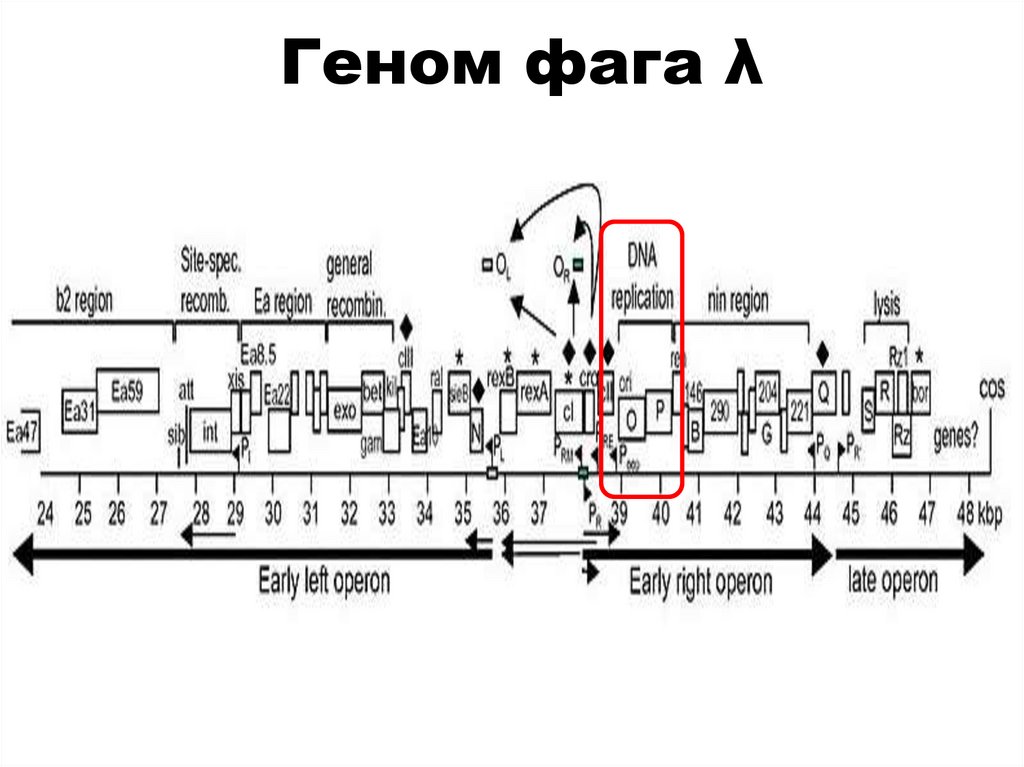 Геном фага λ