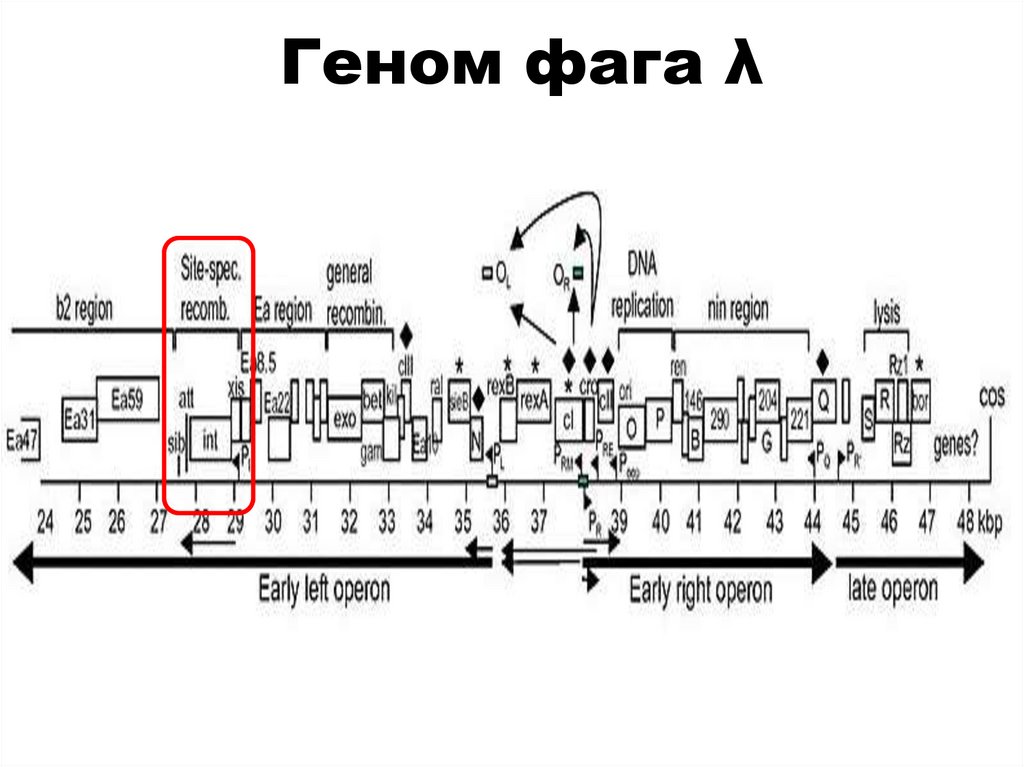 Геном фага λ