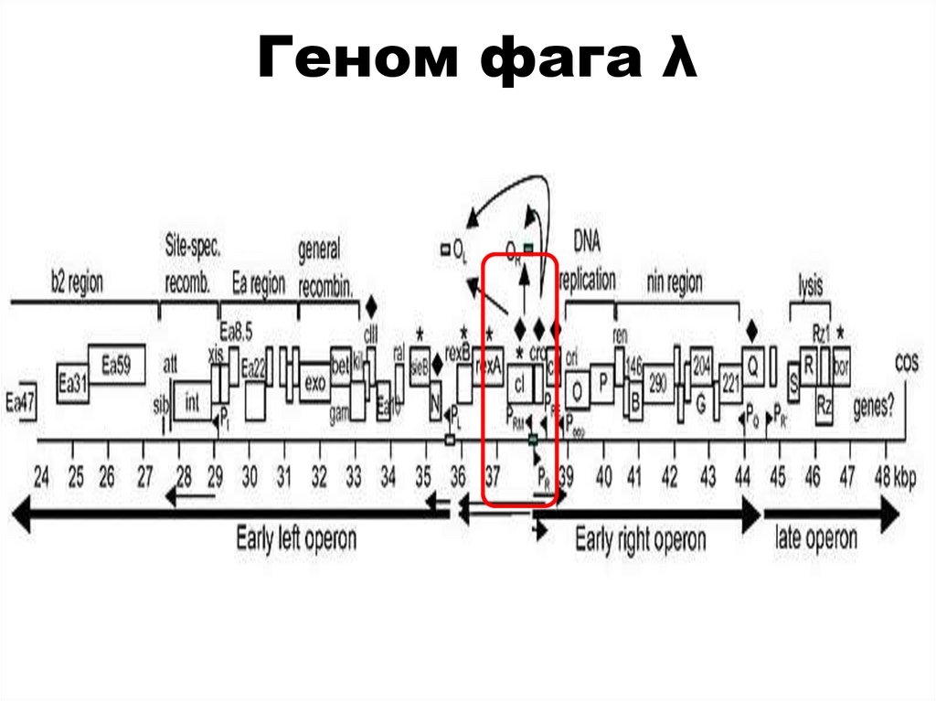 Геном фага λ
