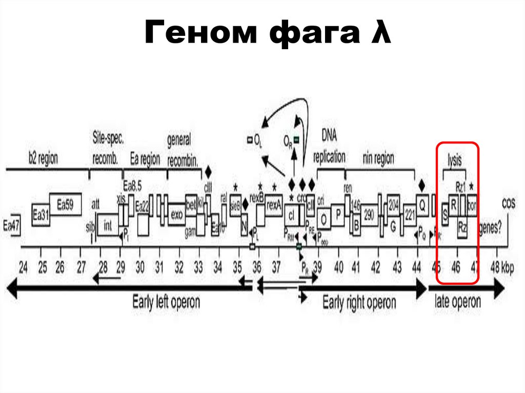 Геном фага λ