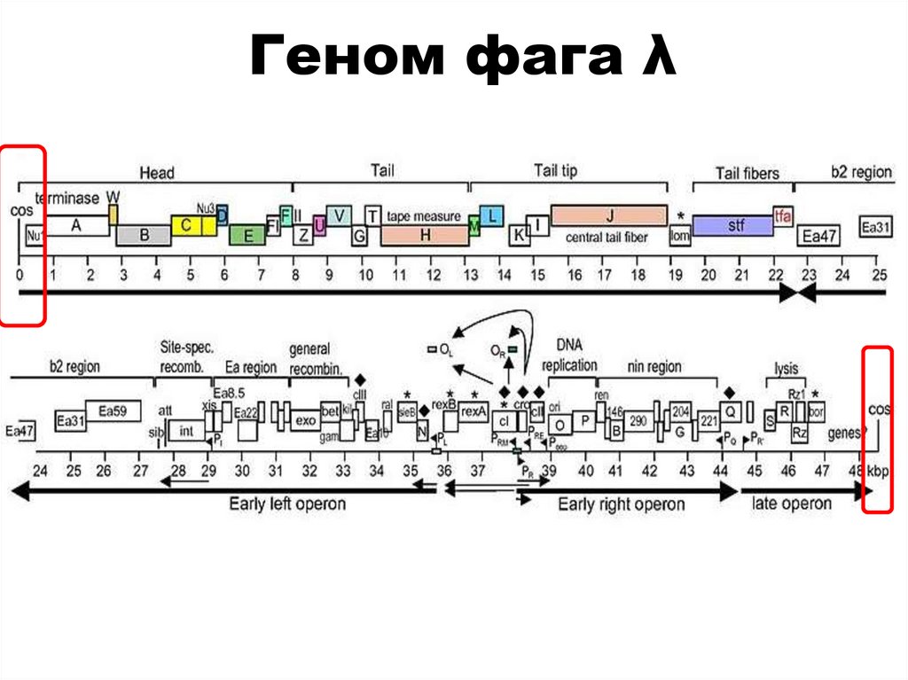 Геном фага λ