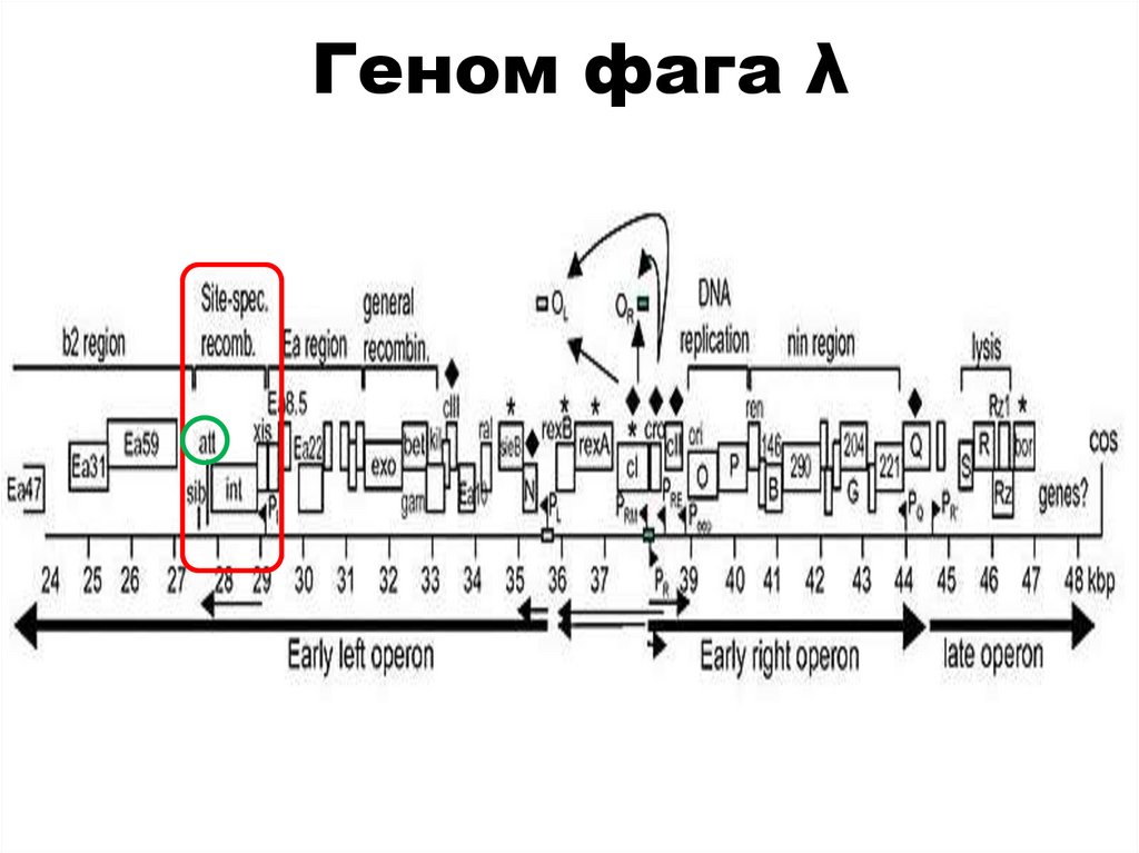 Геном фага λ