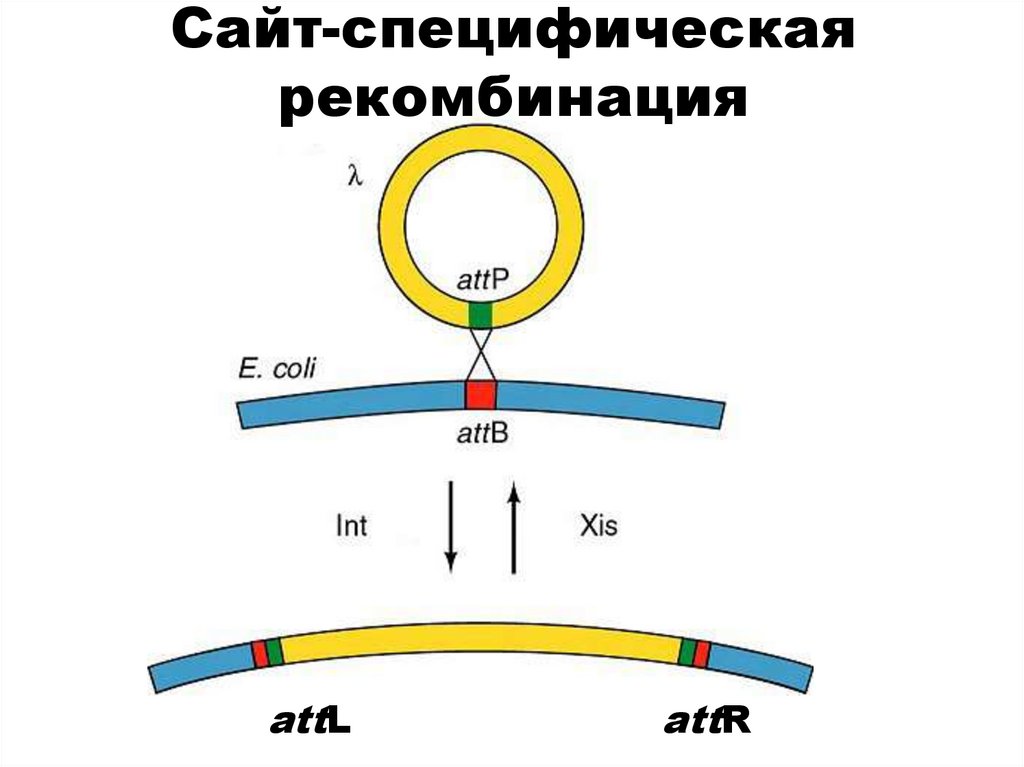 Сайт-специфическая рекомбинация