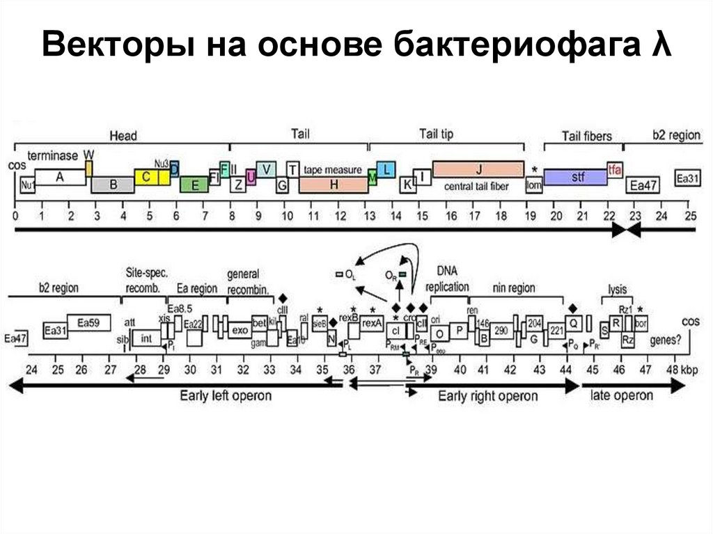 Векторы на основе бактериофага λ