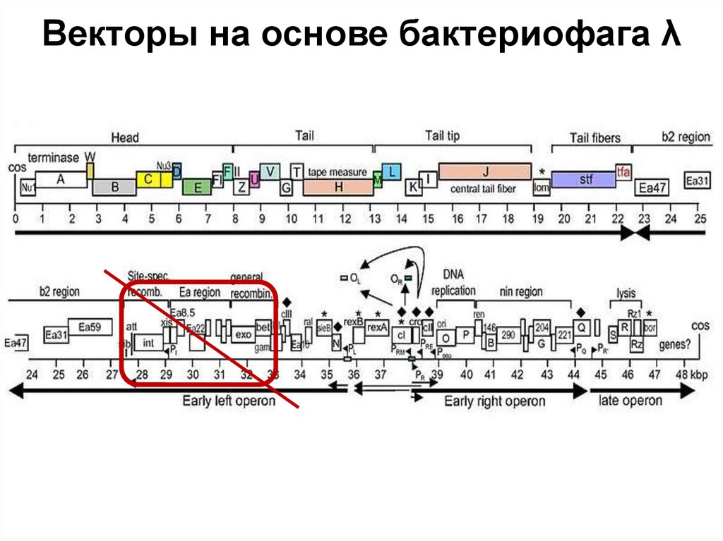 Векторы на основе бактериофага λ