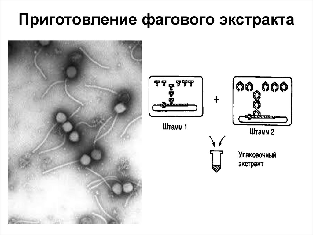 Приготовление фагового экстракта