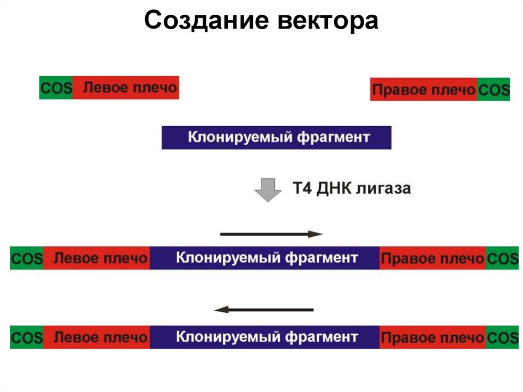 Создание вектора