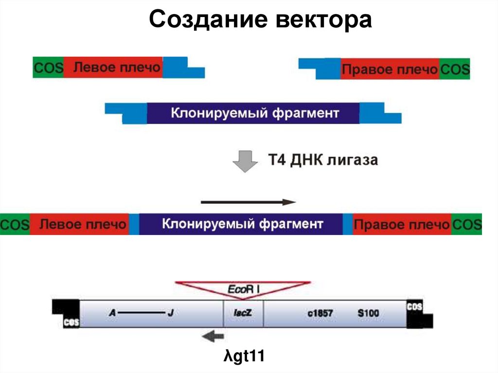 Создание вектора