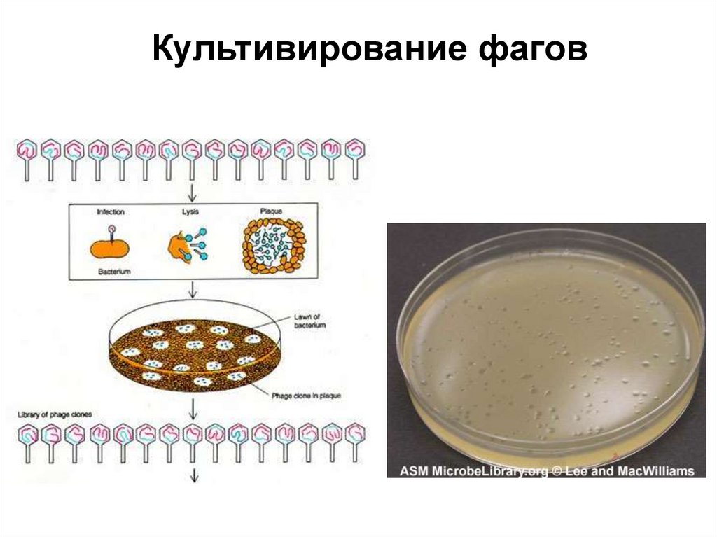 Культивирование фагов