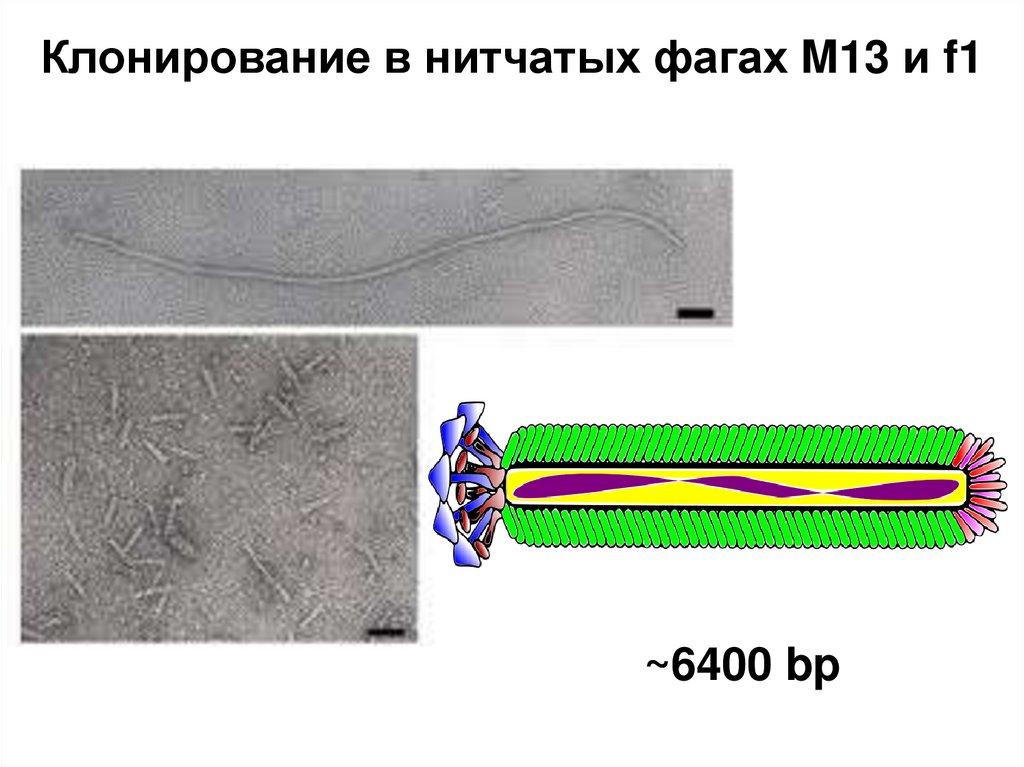 Клонирование в нитчатых фагах M13 и f1