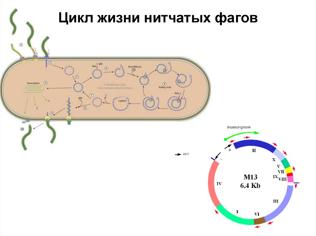 Цикл жизни нитчатых фагов