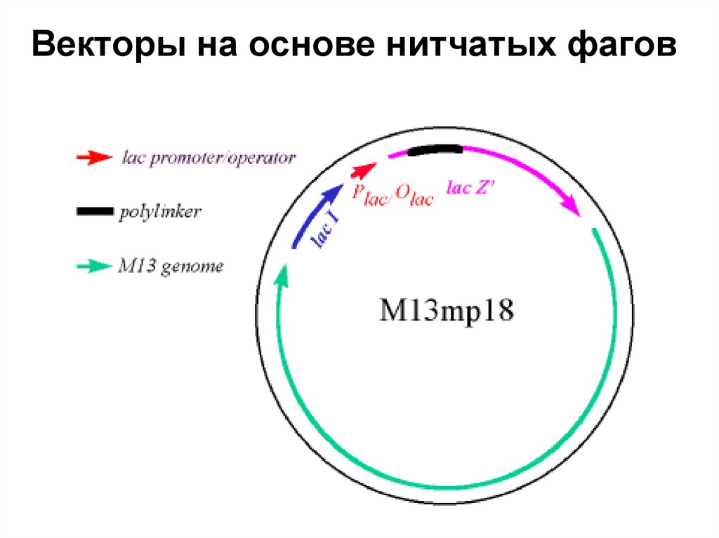 Векторы на основе нитчатых фагов