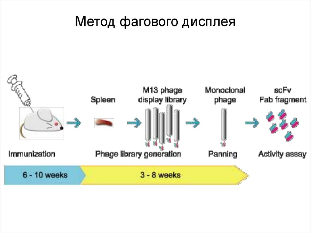 Метод фагового дисплея