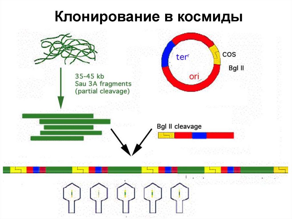 Клонирование в космиды