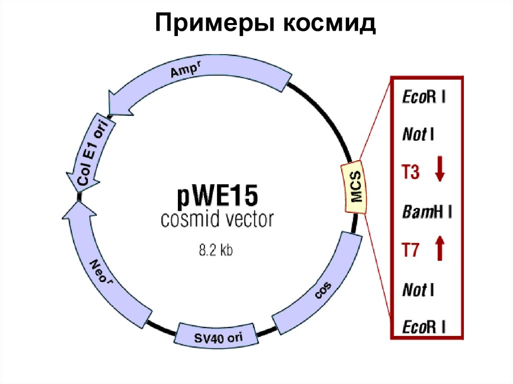 Примеры космид
