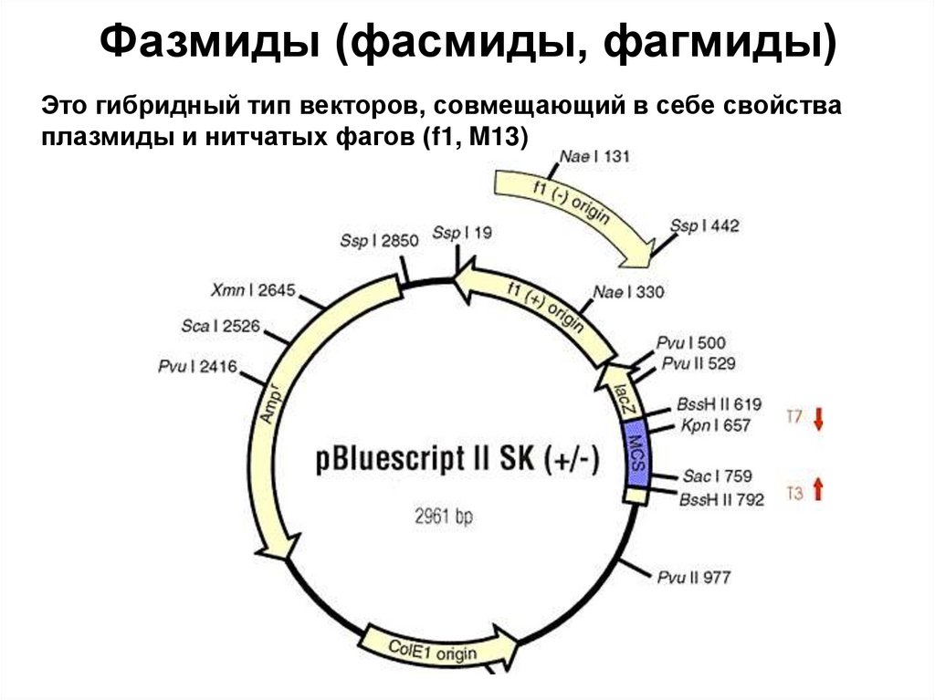 Фазмиды (фасмиды, фагмиды)