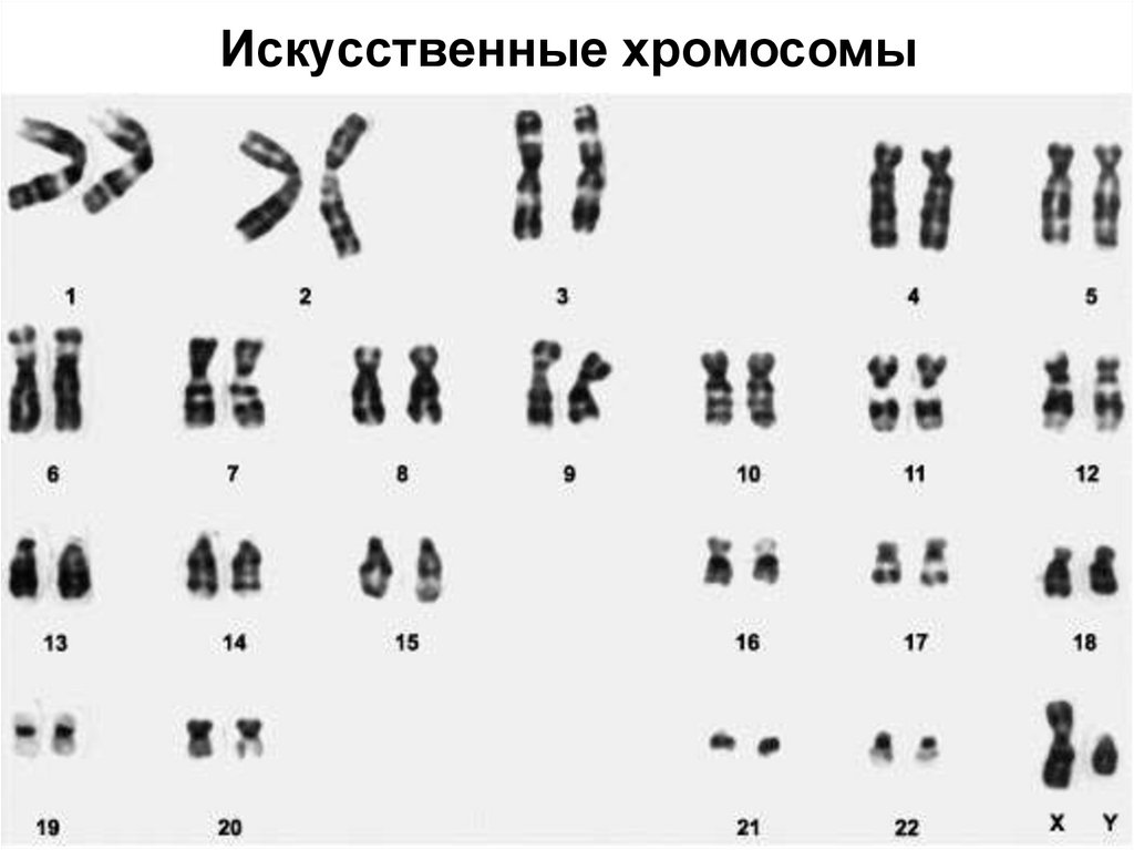 Искусственные хромосомы