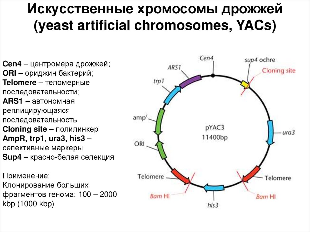 Искусственные хромосомы дрожжей (yeast artificial chromosomes, YACs)