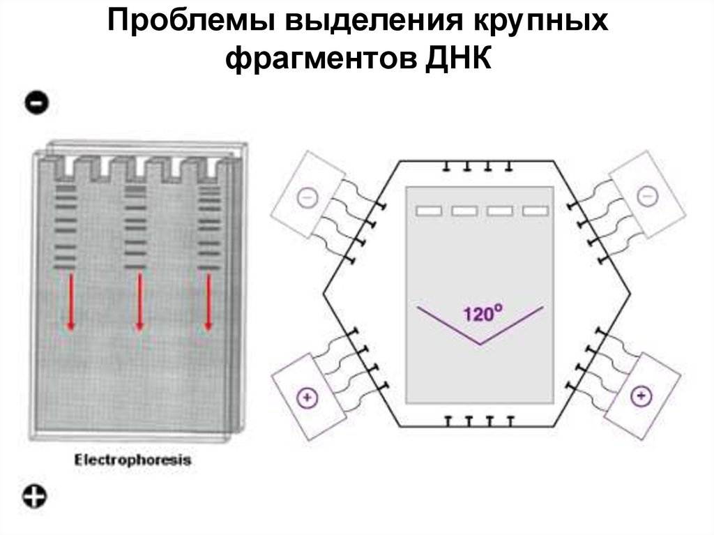 Проблемы выделения крупных фрагментов ДНК
