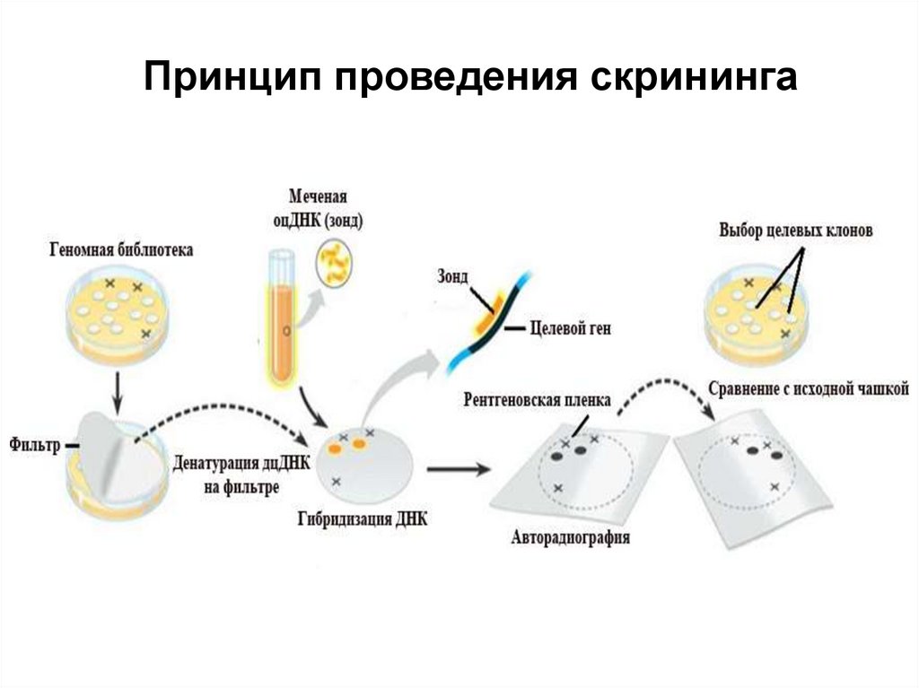 Принцип проведения скрининга