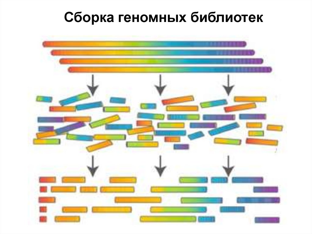 Сборка геномных библиотек