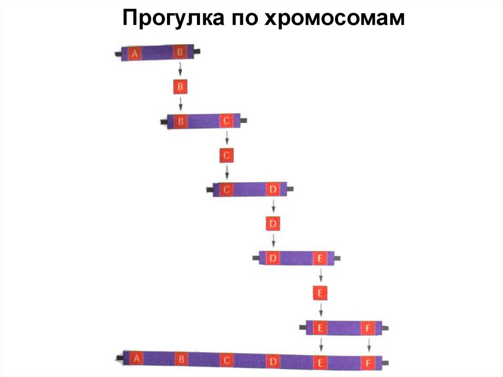 Прогулка по хромосомам