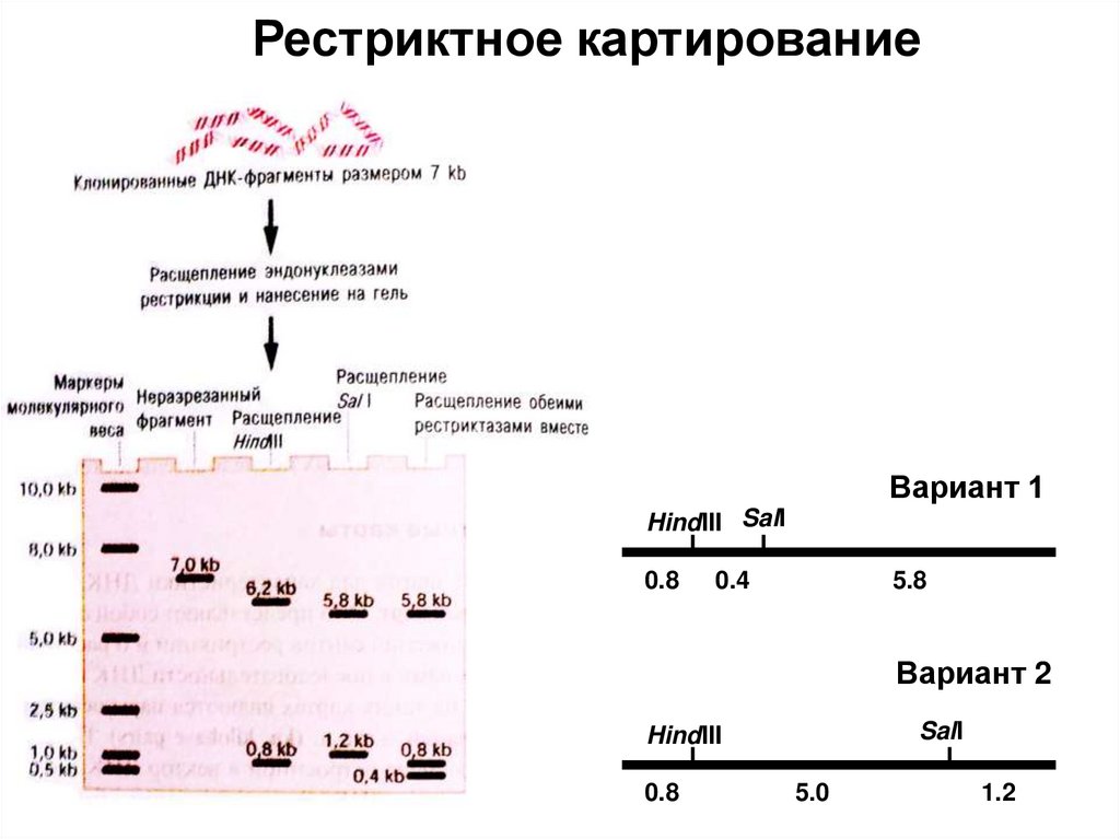 Рестриктное картирование