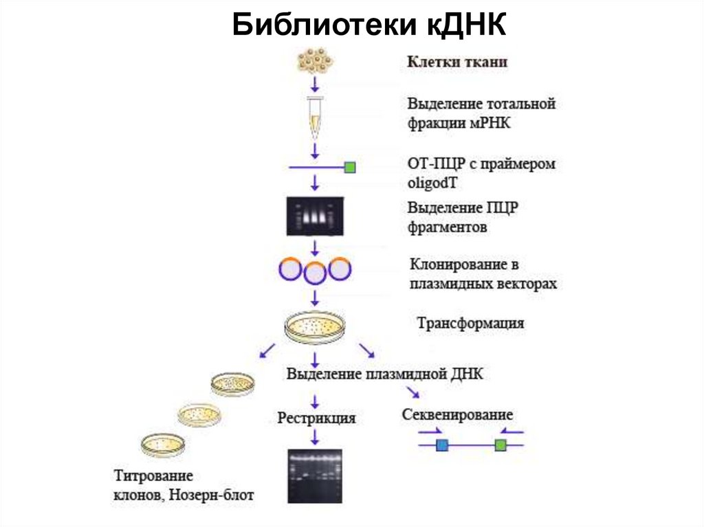 Библиотеки кДНК