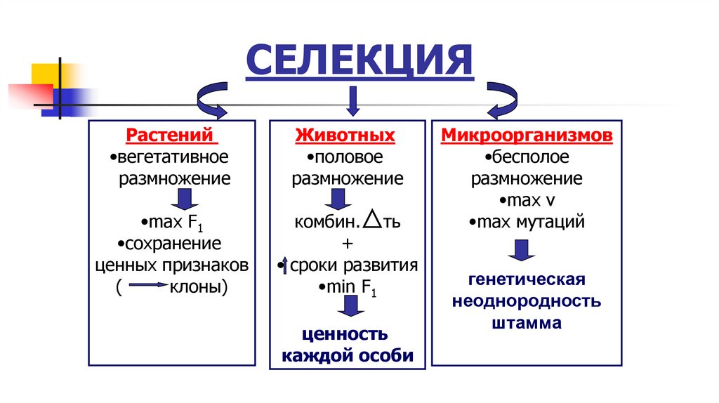СЕЛЕКЦИЯ