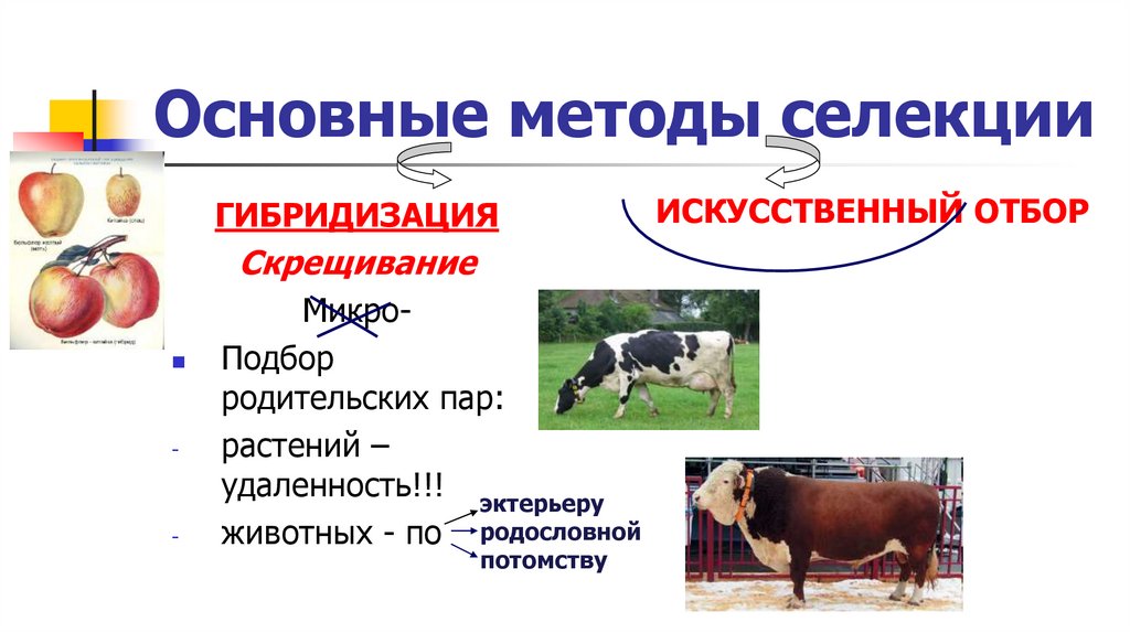Основные методы селекции