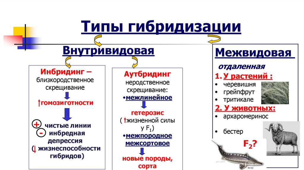 Типы гибридизации