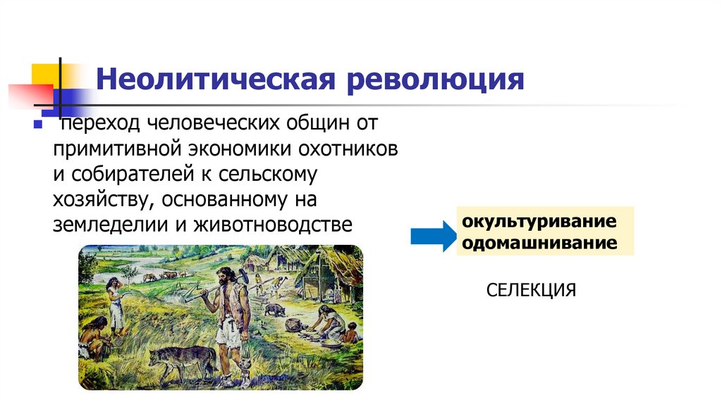 Неолитическая революция