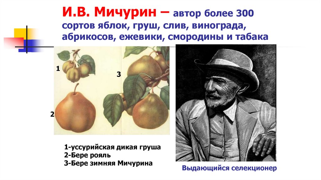 И.В. Мичурин – автор более 300 сортов яблок, груш, слив, винограда, абрикосов, ежевики, смородины и табака