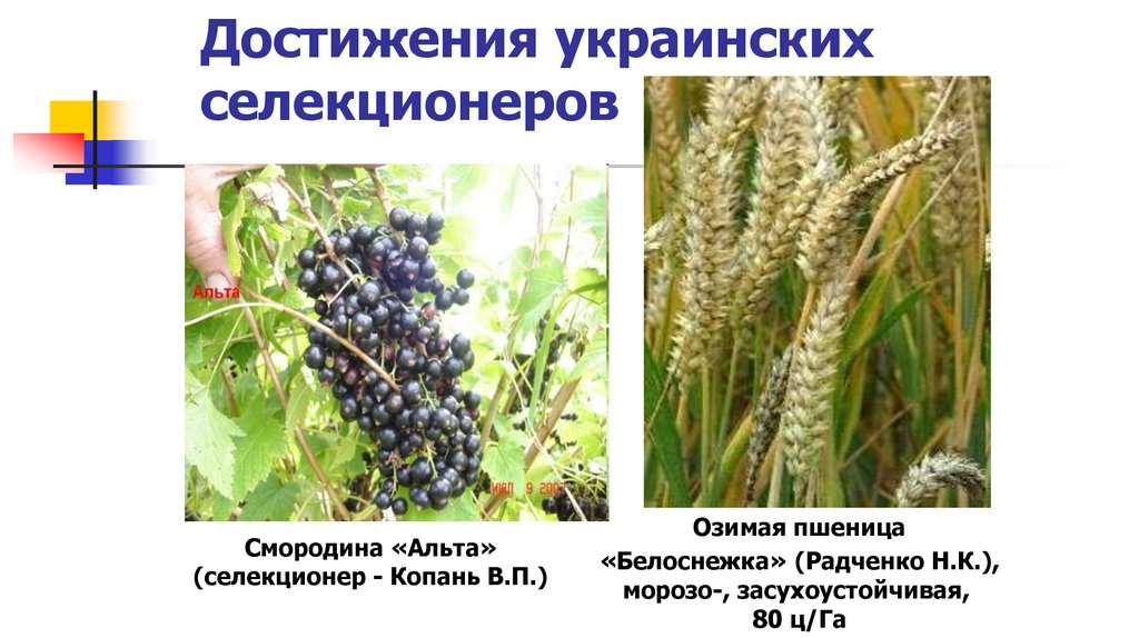 Достижения украинских селекционеров