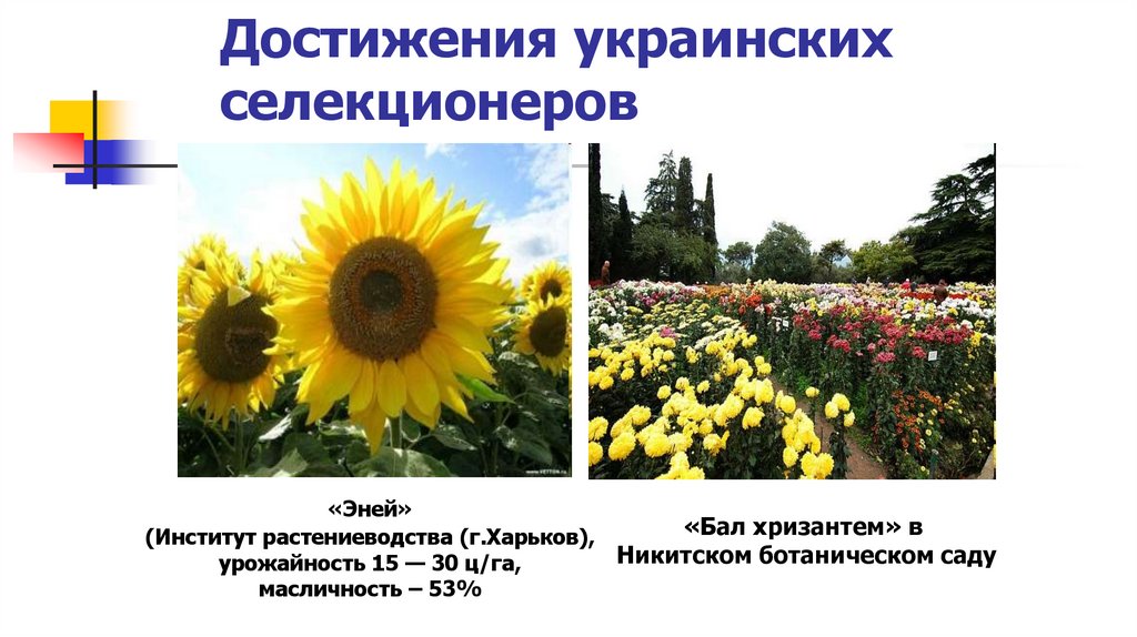 Достижения украинских селекционеров