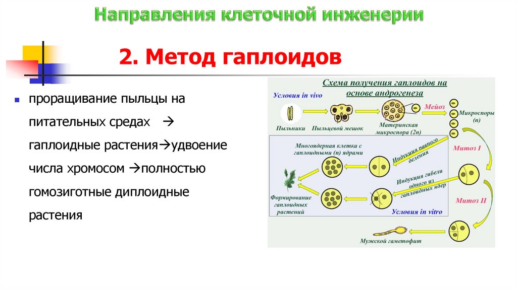 Направления клеточной инженерии