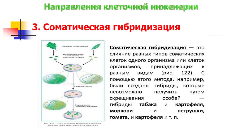 3. Соматическая гибридизация