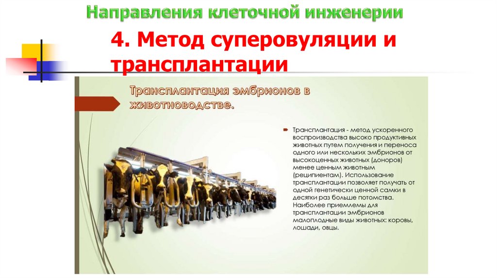 4. Метод суперовуляции и трансплантации