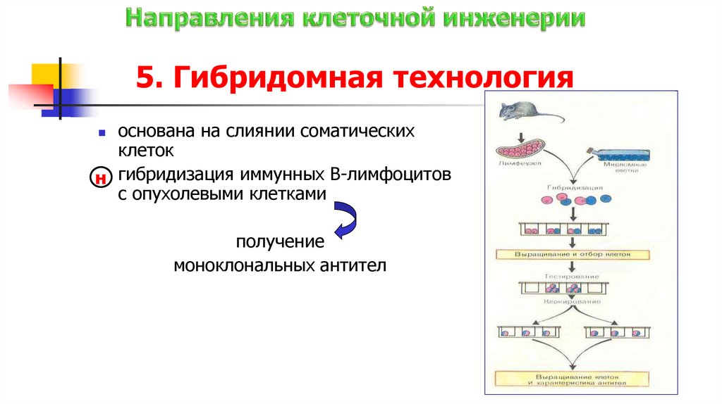 5. Гибридомная технология