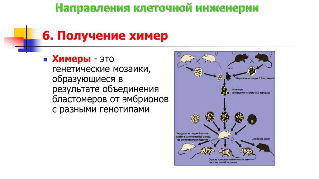 6. Получение химер