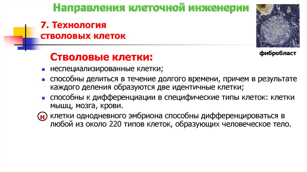 7. Технология стволовых клеток