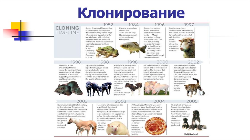 Клонирование