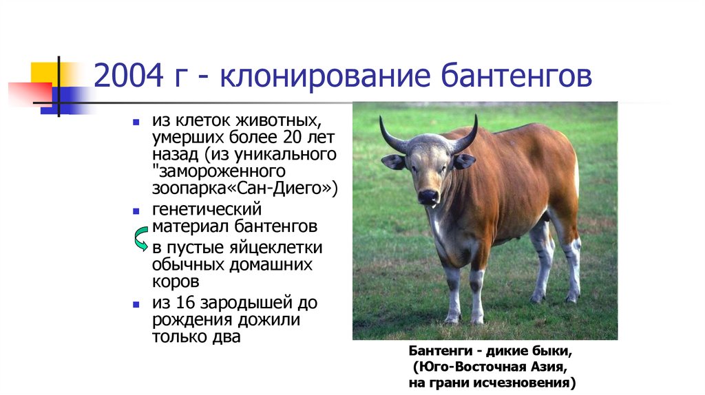 2004 г - клонирование бантенгов