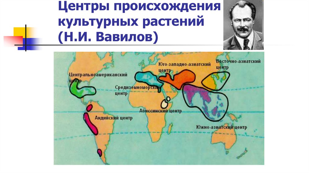 Центры происхождения культурных растений (Н.И. Вавилов)