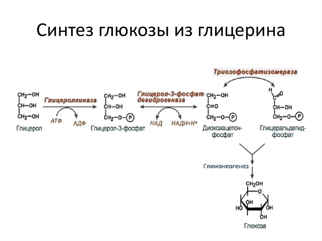 Синтез глюкозы из глицерина